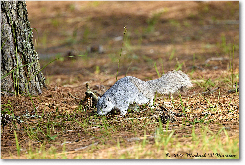 FoxSquirrel_ChincoNWR_2022Jun_R5A11141 copy