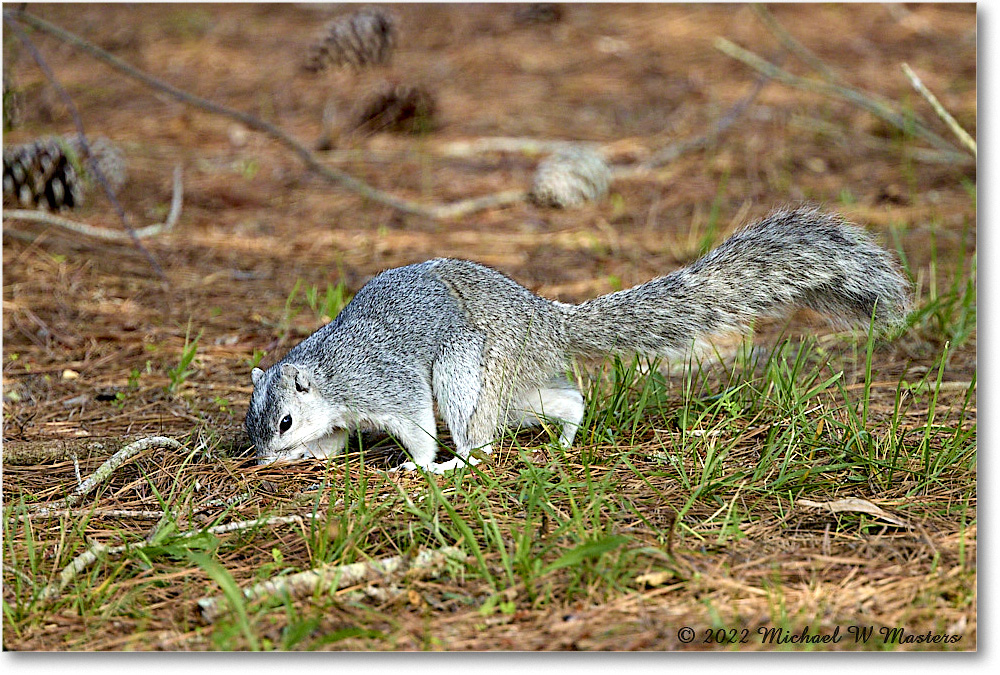 FoxSquirrel_ChincoNWR_2022Jun_R5A11158 copy