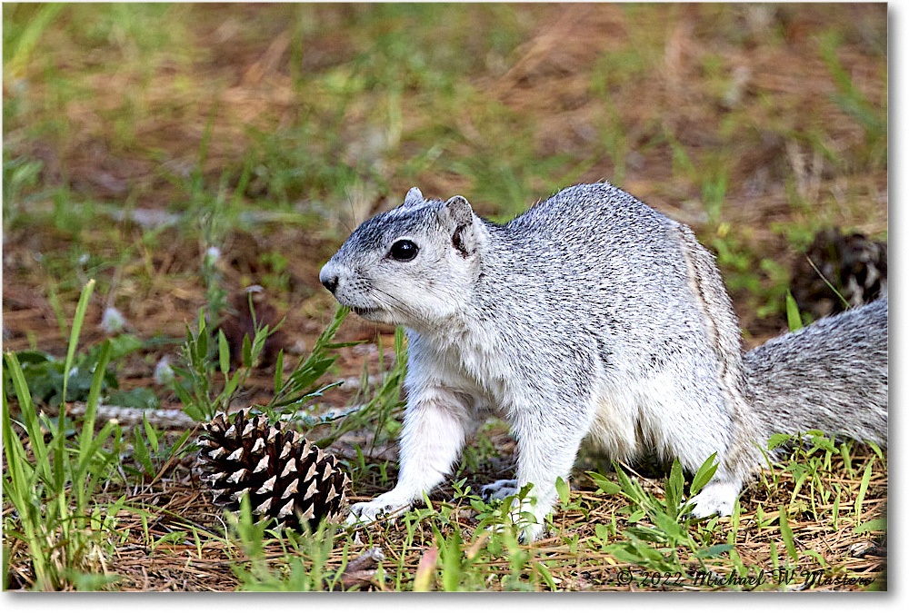 FoxSquirrel_ChincoNWR_2022Jun_R5A11171 copy