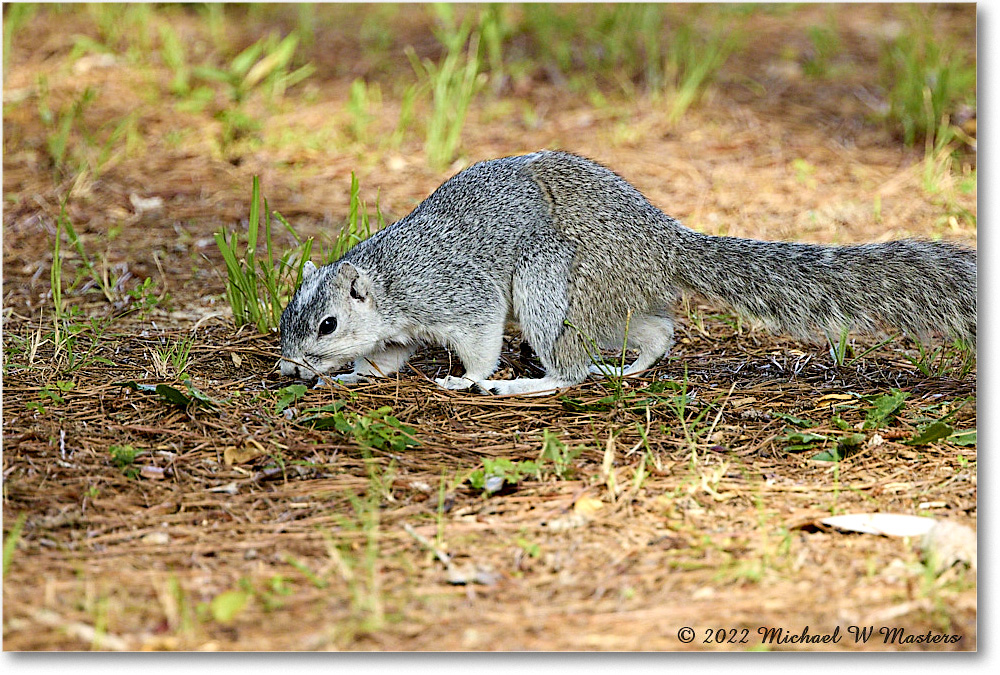 FoxSquirrel_ChincoNWR_2022Jun_R5A11188 copy