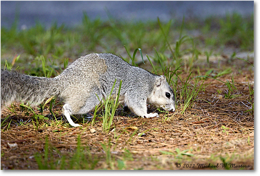 FoxSquirrel_ChincoNWR_2022Jun_R5A11196 copy