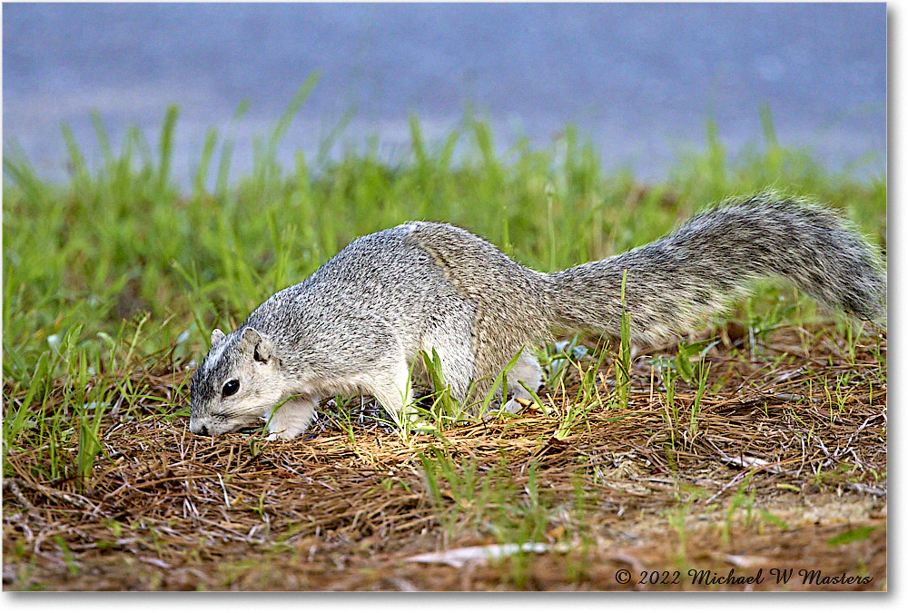 FoxSquirrel_ChincoNWR_2022Jun_R5A11211 copy