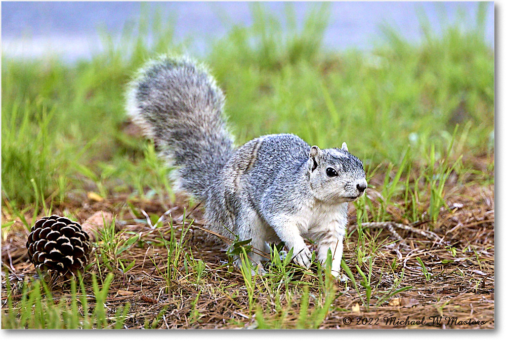 FoxSquirrel_ChincoNWR_2022Jun_R5A11228 copy