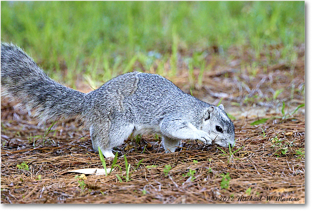 FoxSquirrel_ChincoNWR_2022Jun_R5A11242 copy