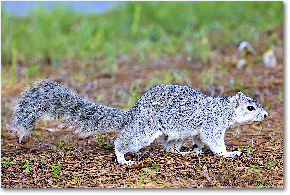 FoxSquirrel_ChincoNWR_2022Jun_R5A11254 copy