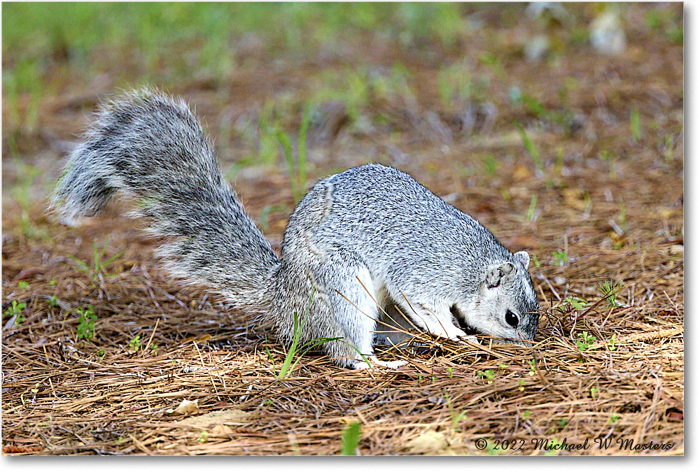 FoxSquirrel_ChincoNWR_2022Jun_R5A11258 copy