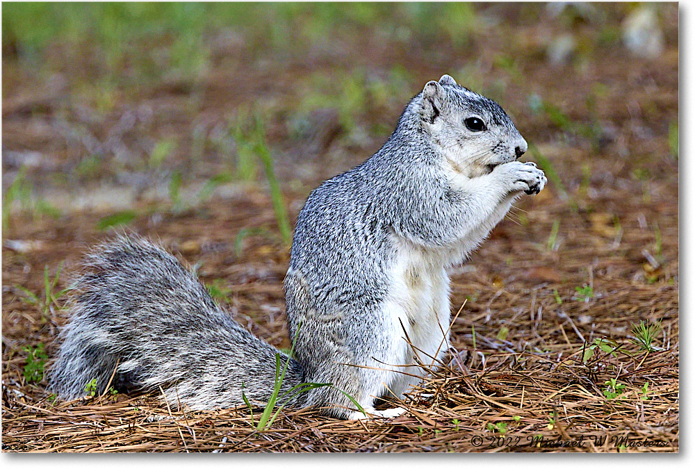 FoxSquirrel_ChincoNWR_2022Jun_R5A11269 copy