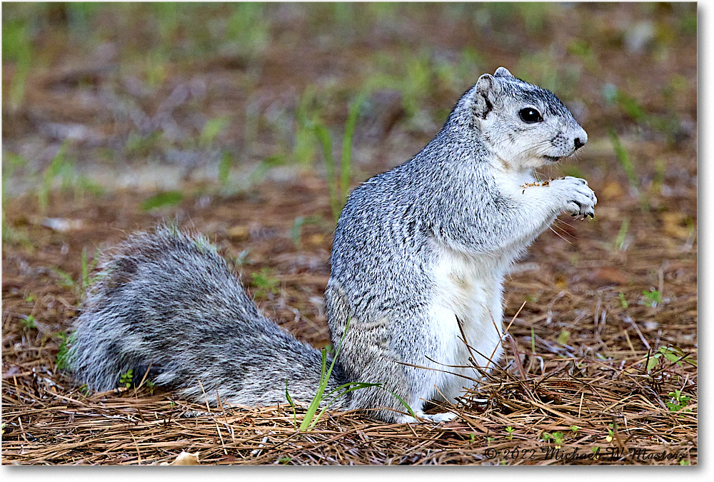 FoxSquirrel_ChincoNWR_2022Jun_R5A11289 copy