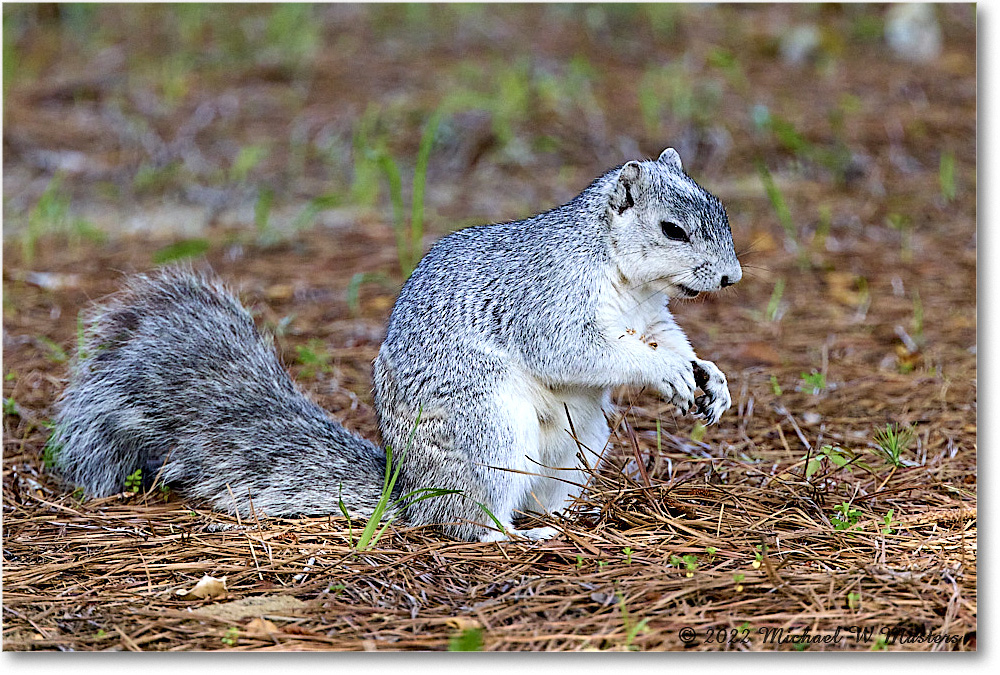 FoxSquirrel_ChincoNWR_2022Jun_R5A11297 copy