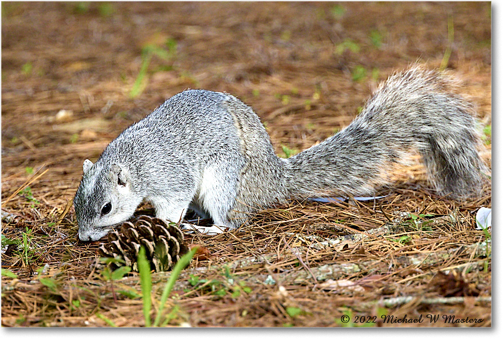 FoxSquirrel_ChincoNWR_2022Jun_R5A11304 copy