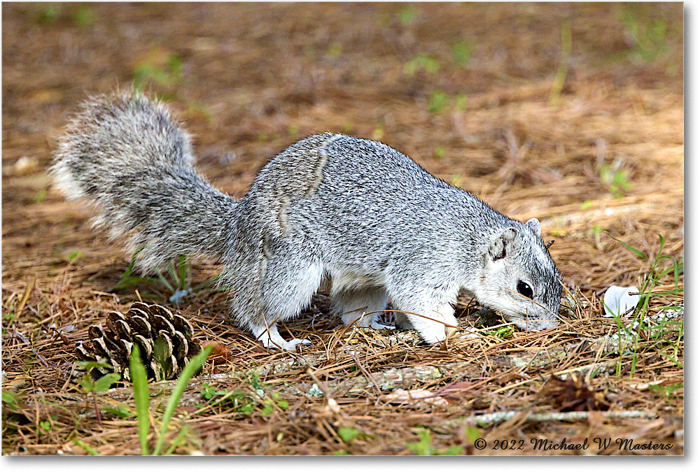 FoxSquirrel_ChincoNWR_2022Jun_R5A11309 copy