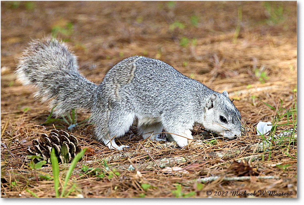 FoxSquirrel_ChincoNWR_2022Jun_R5A11310 copy