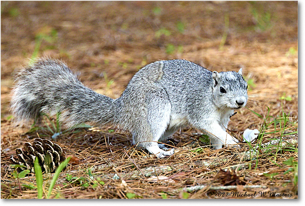 FoxSquirrel_ChincoNWR_2022Jun_R5A11312 copy