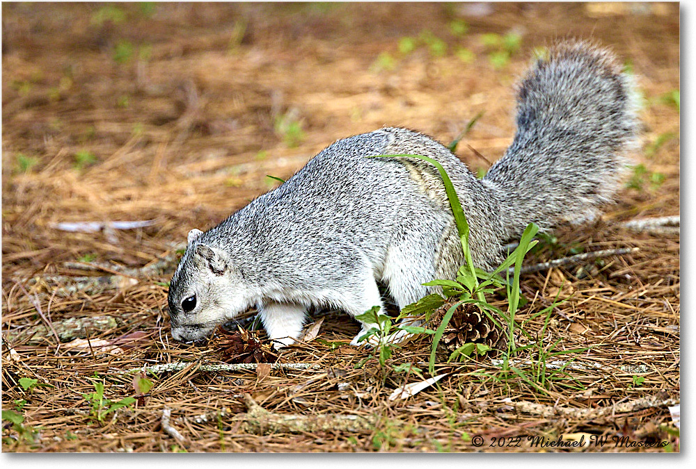 FoxSquirrel_ChincoNWR_2022Jun_R5A11319 copy