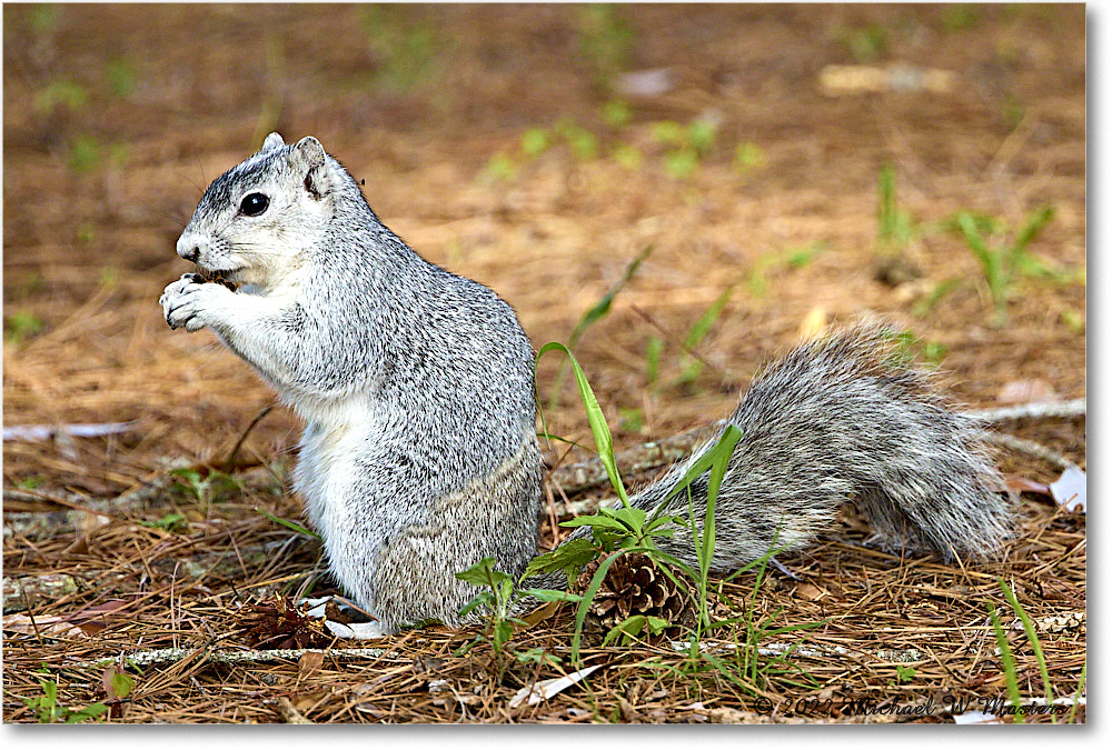 FoxSquirrel_ChincoNWR_2022Jun_R5A11330 copy