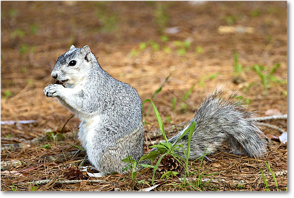 FoxSquirrel_ChincoNWR_2022Jun_R5A11337 copy