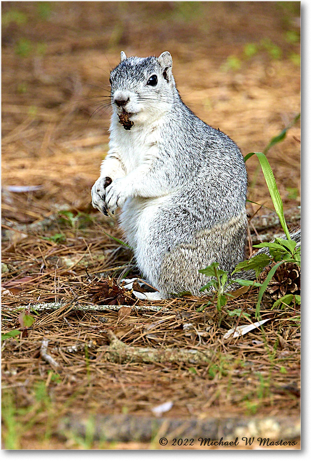 FoxSquirrel_ChincoNWR_2022Jun_R5A11375 copy