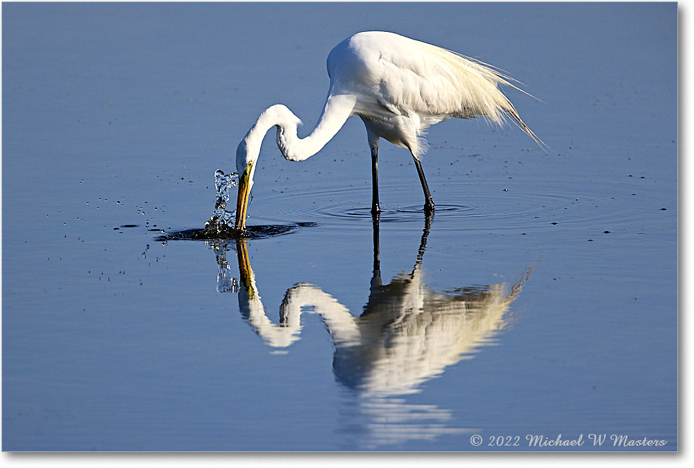 GreatEgret_ChincoNWR_2022Jun_R5A08961 copy