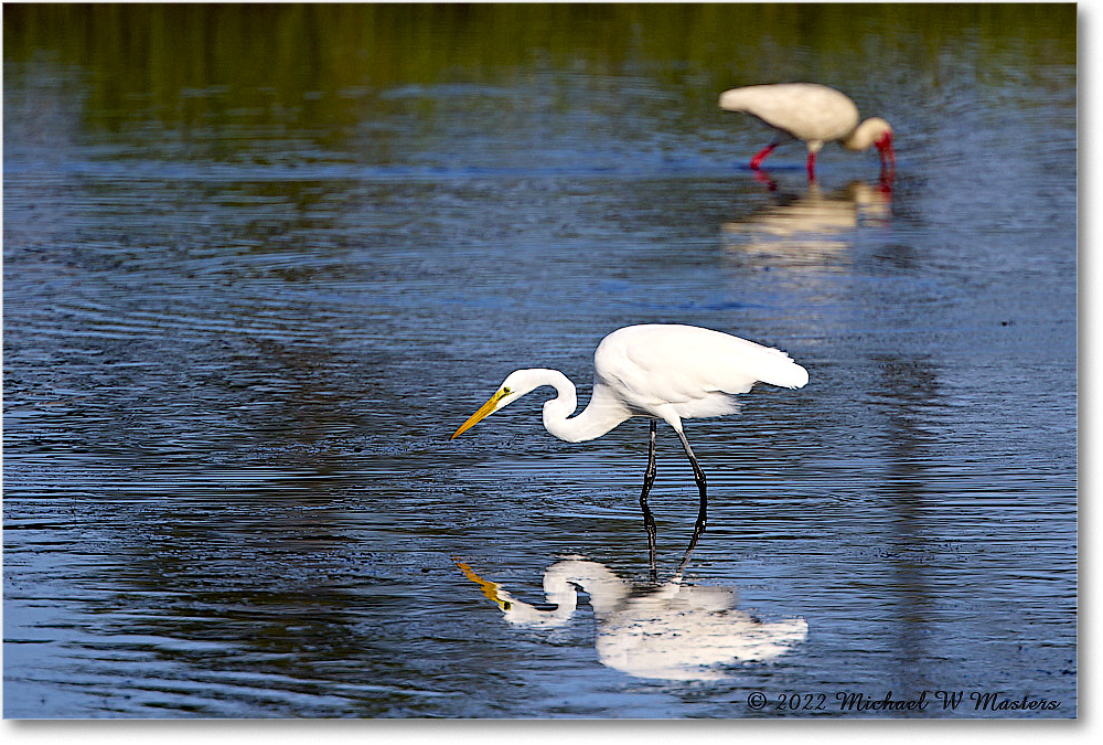 GreatEgret_ChincoNWR_2022Jun_R5A09008 copy