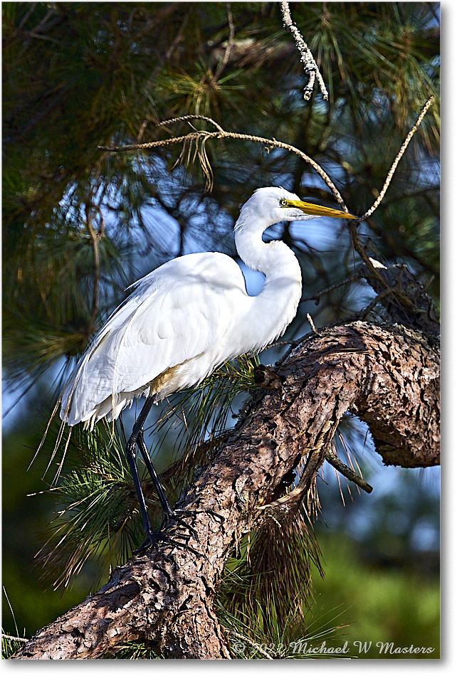 GreatEgret_ChincoNWR_2022Jun_R5A09992 copy