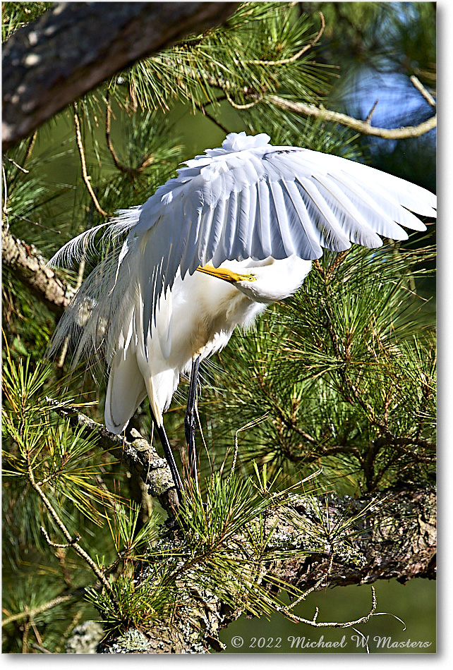 GreatEgret_ChincoNWR_2022Jun_R5A09996 copy