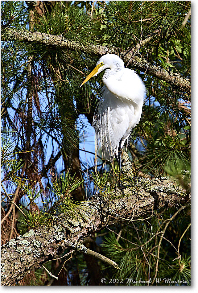 GreatEgret_ChincoNWR_2022Jun_R5A10013 copy