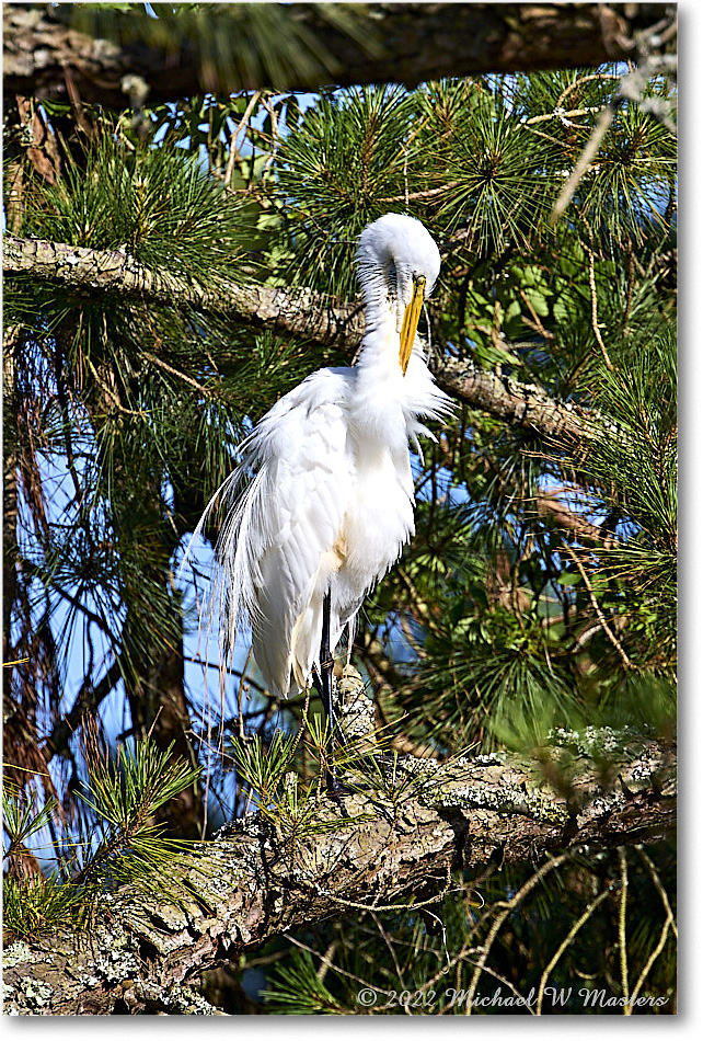 GreatEgret_ChincoNWR_2022Jun_R5A10016 copy