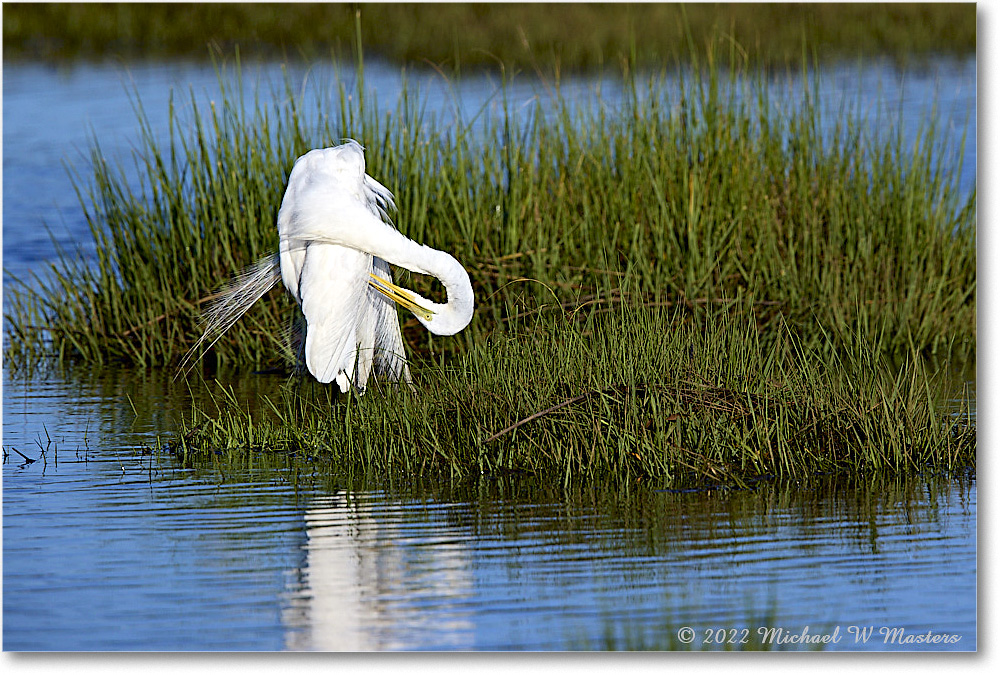 GreatEgret_ChincoNWR_2022Jun_R5B08923 copy