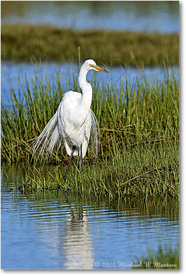 GreatEgret_ChincoNWR_2022Jun_R5B08935 copy