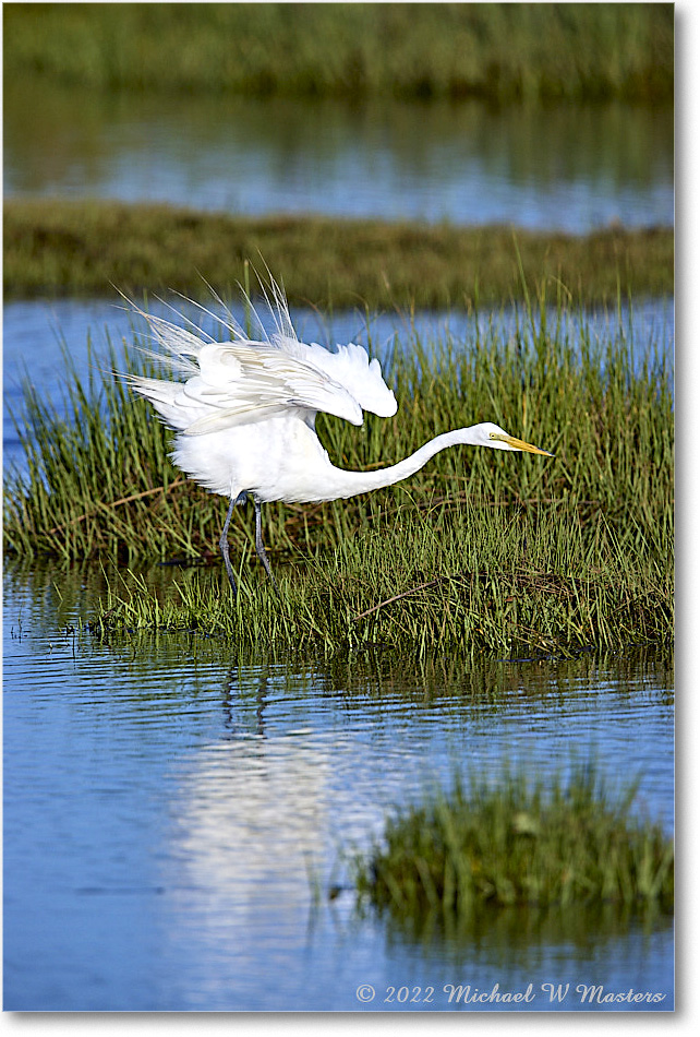 GreatEgret_ChincoNWR_2022Jun_R5B08963 copy