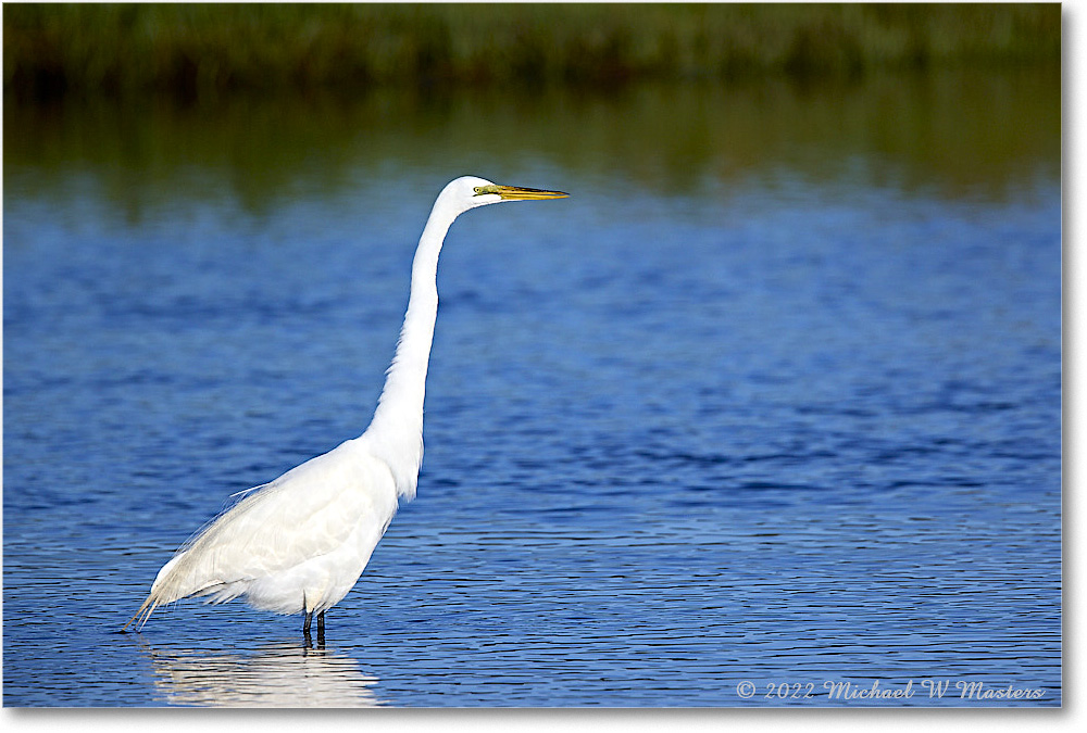 GreatEgret_ChincoNWR_2022Jun_R5B08974 copy