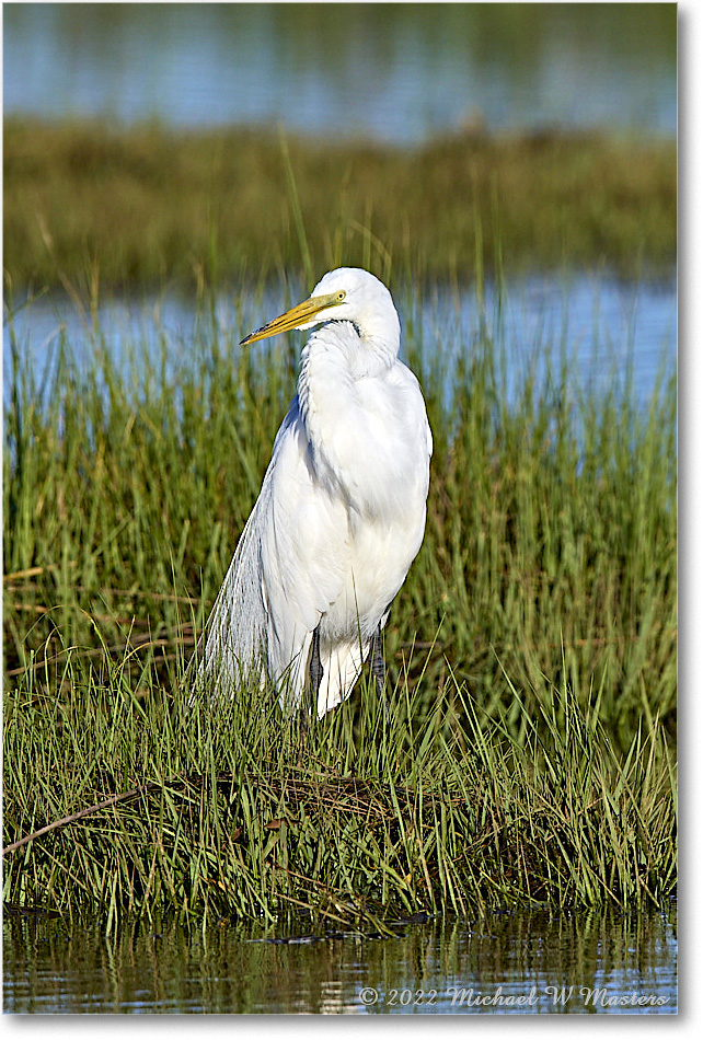 GreatEgret_ChincoNWR_2022Jun_R5B08975 copy