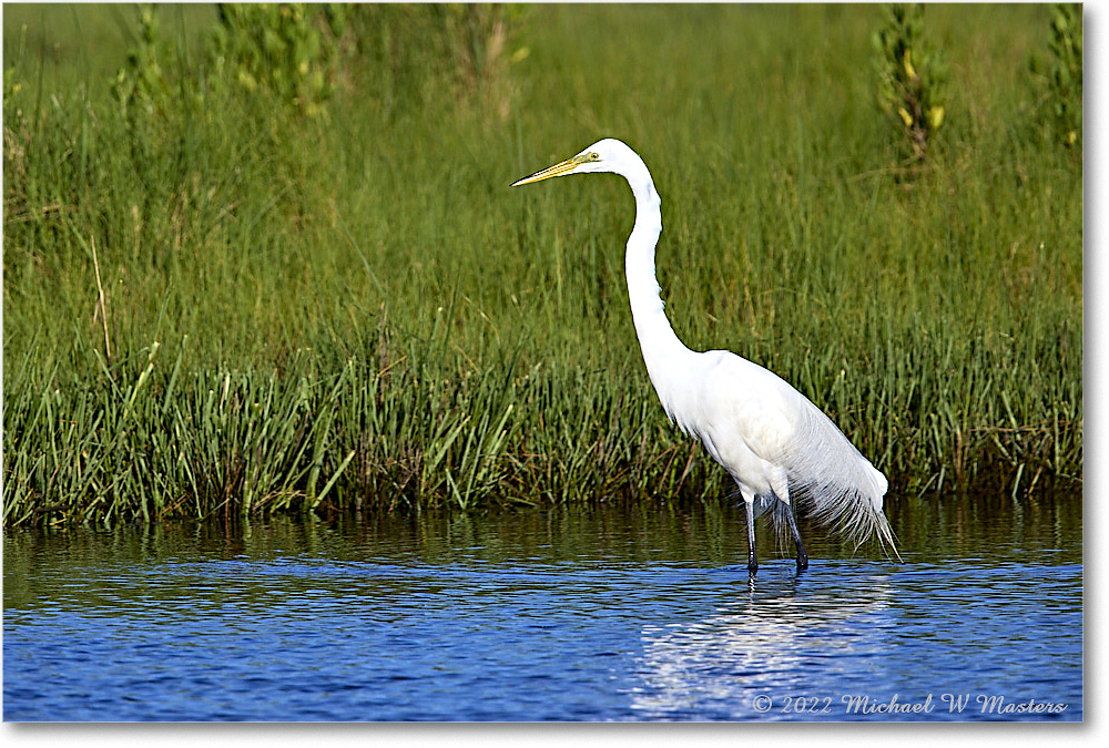 GreatEgret_ChincoNWR_2022Jun_R5B08989 copy