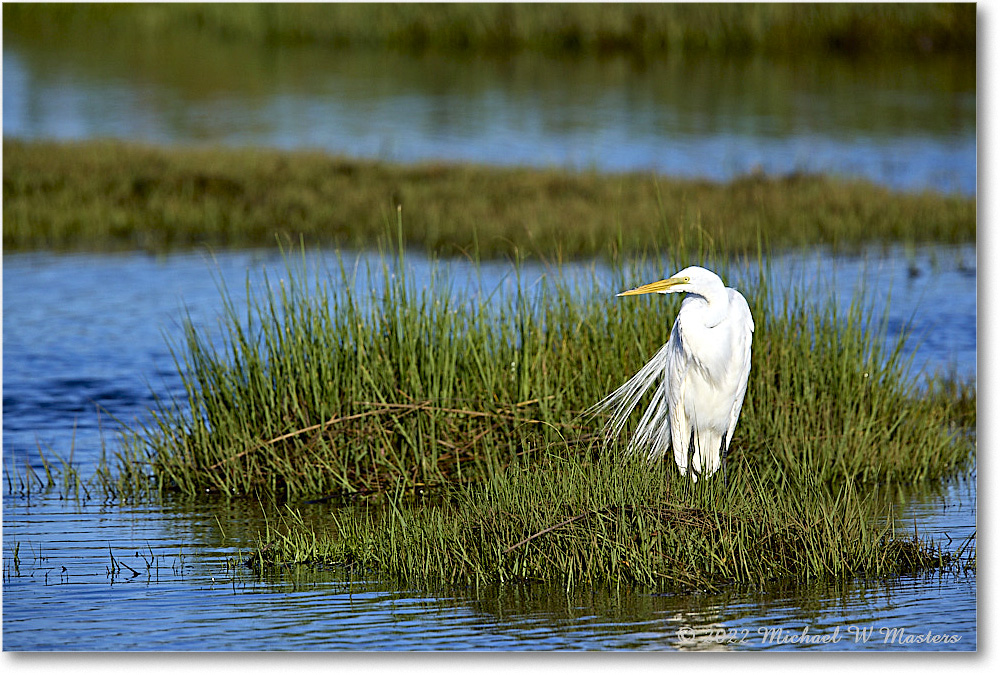 GreatEgret_ChincoNWR_2022Jun_R5B08996 copy