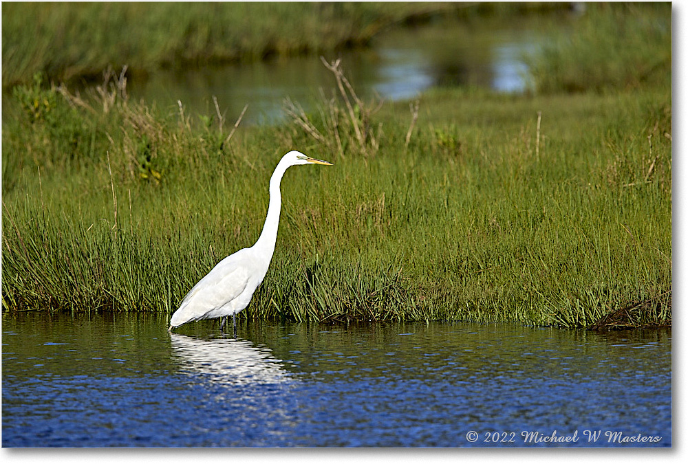 GreatEgret_ChincoNWR_2022Jun_R5B09018 copy