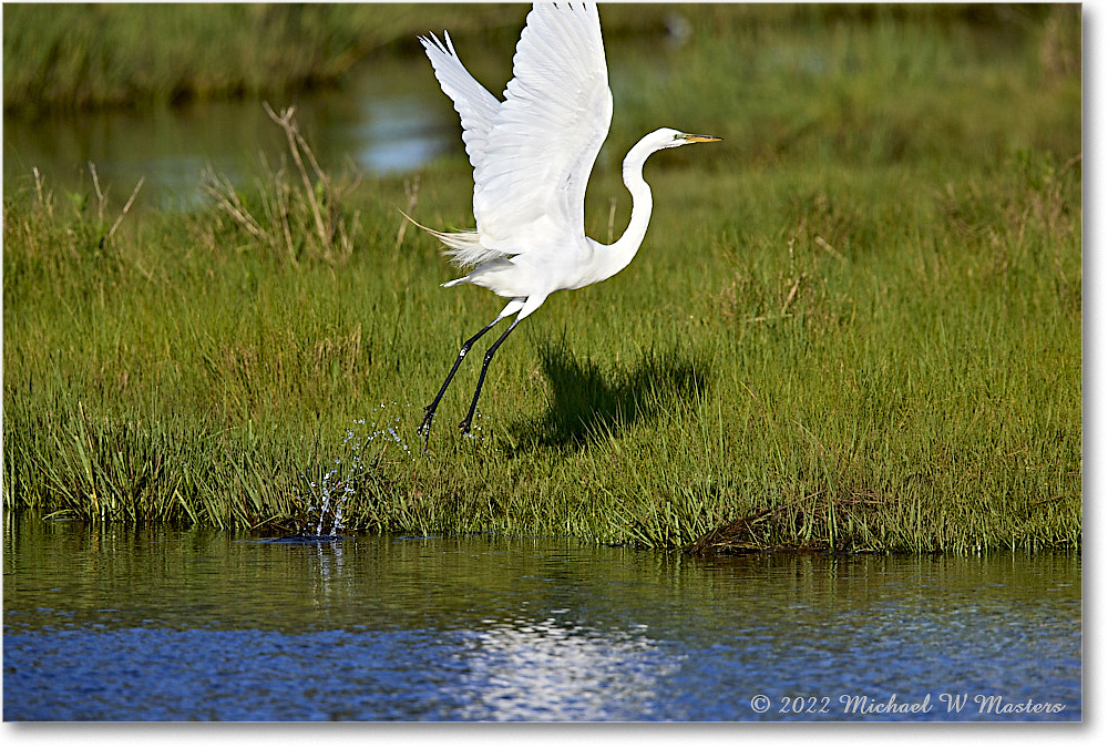 GreatEgret_ChincoNWR_2022Jun_R5B09027 copy