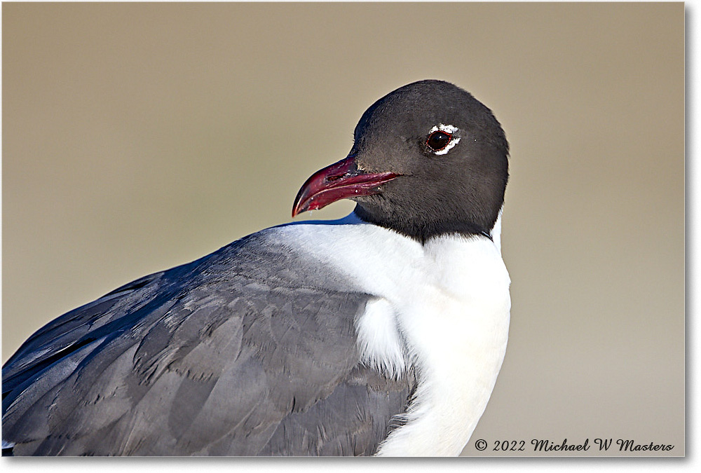 LaughingGull_Assateague_2022Jun_R5A08687 copy