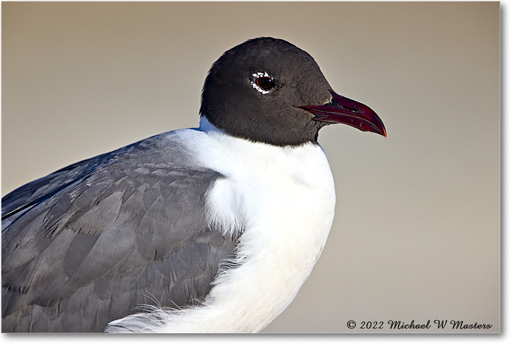 LaughingGull_Assateague_2022Jun_R5A08698 copy