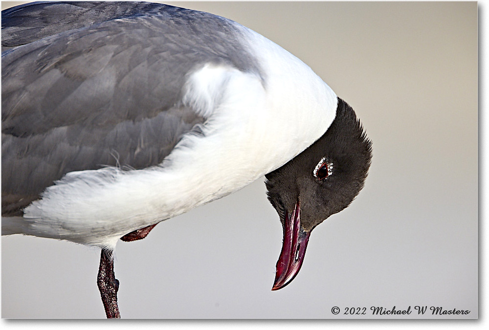 LaughingGull_Assateague_2022Jun_R5A08704 copy