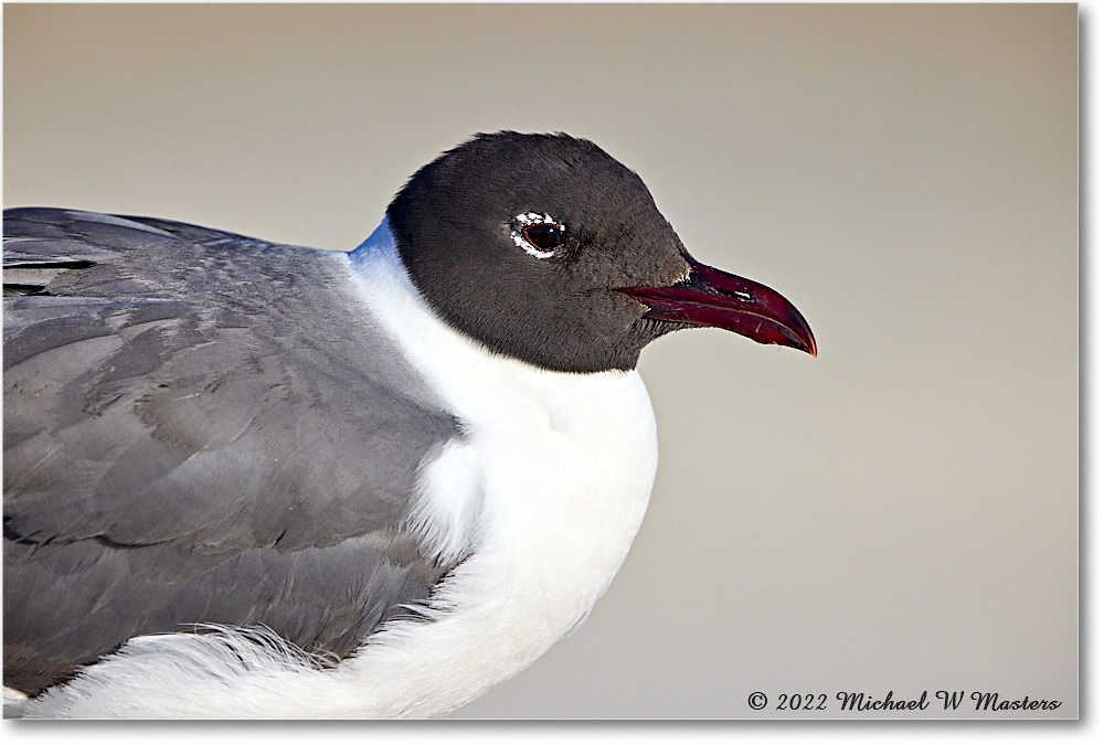 LaughingGull_Assateague_2022Jun_R5A08720 copy