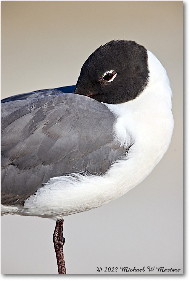 LaughingGull_Assateague_2022Jun_R5A08730 copy