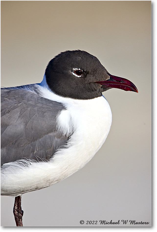 LaughingGull_Assateague_2022Jun_R5A08759 copy