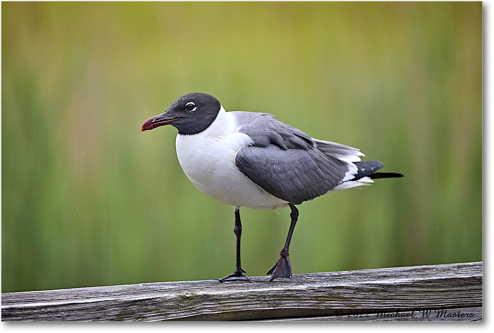 LaughingGull_Chincoteague_2022Jun_5DA03445 copy