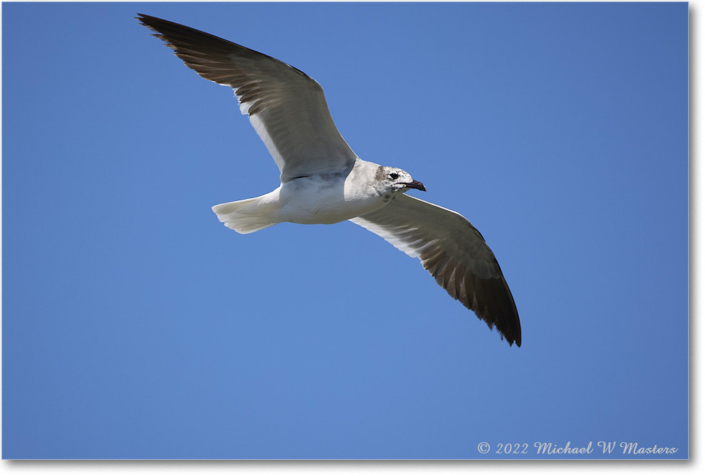 LaughingGull_Chincoteague_2022Jun_R5A06004 copy