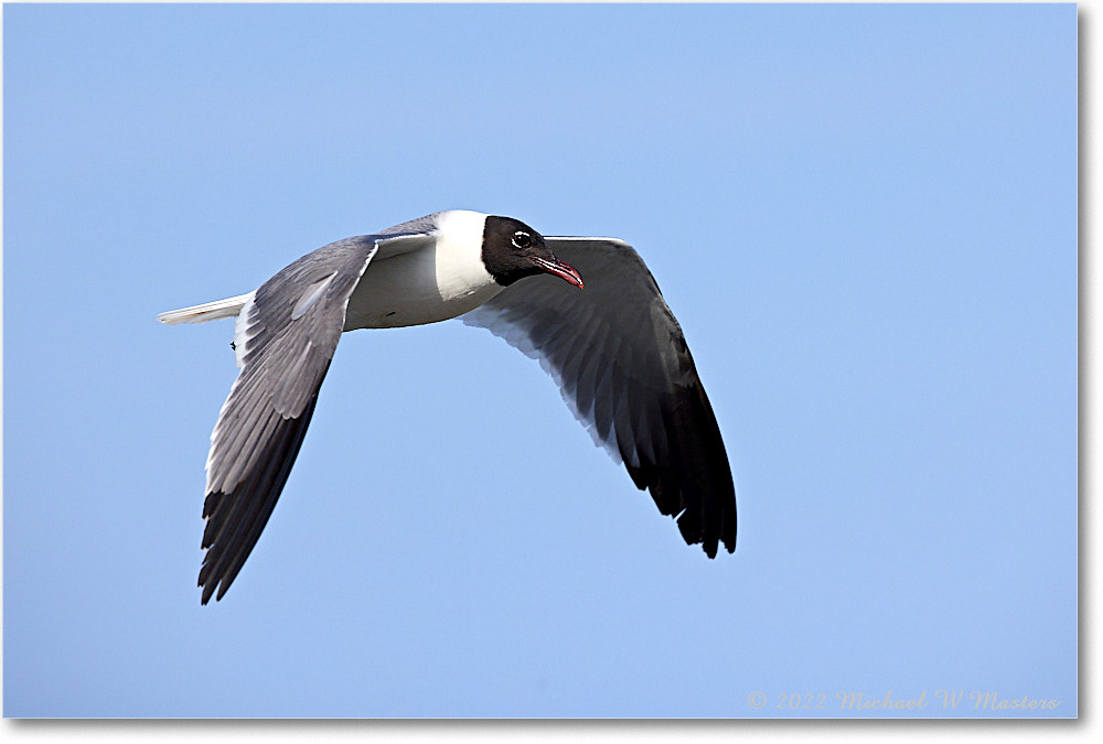 LaughingGull_Chincoteague_2022Jun_R5A06196 copy