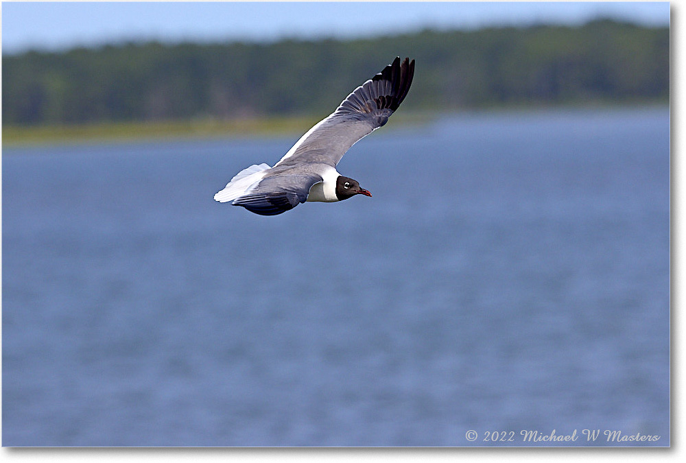 LaughingGull_Chincoteague_2022Jun_R5A06322 copy