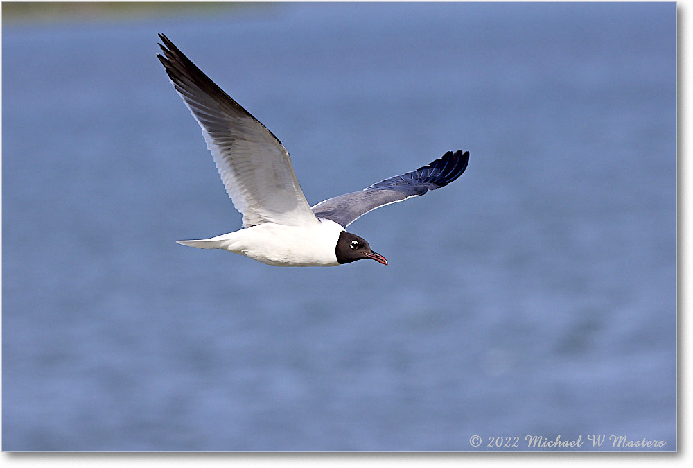 LaughingGull_Chincoteague_2022Jun_R5A06334 copy