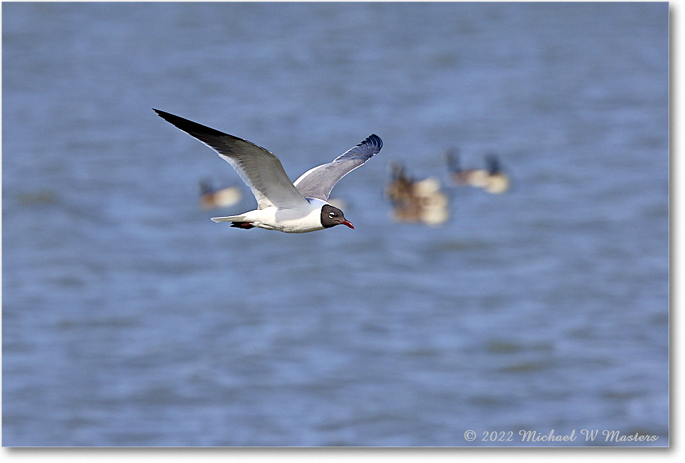 LaughingGull_Chincoteague_2022Jun_R5A06385 copy