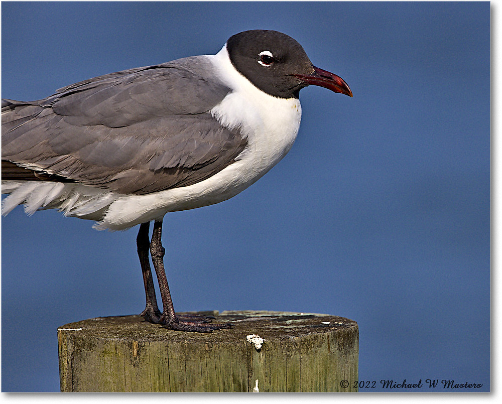 LaughingGull_Chincoteague_2022Jun_R5A06438 copy