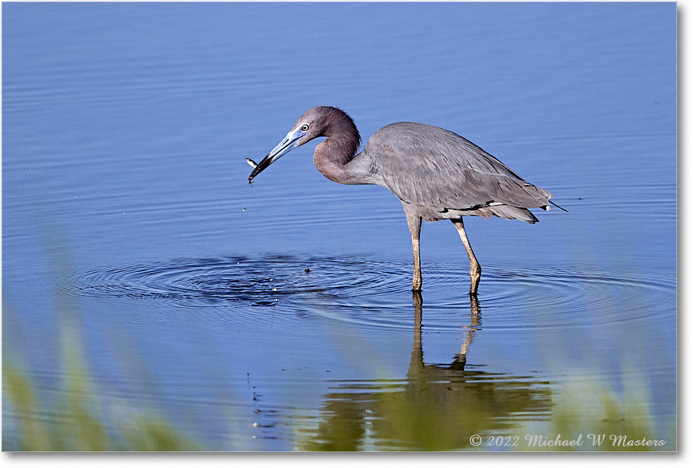 LittleBlueHeron_ChincoNWR_2022Jun_R5A08777 copy